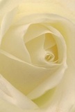 This evocative image places you at the heart of a cream-white rose, its petals nestled and unfurling as if warmed by the gentle morning light of a Hatton spring. Each ivy spiral feels nearly weightless, inviting the imagination to wander across textures as soft as brushed silk, with dew-like freshness lending the bloom an air of quiet purity. Subtle shadows curve between the ivory layers, offering a sense of tranquil depth that mirrors the calm mornings found in Hatton's green spaces. The bouquet's serene glow makes it perfect for expressing sincere admiration, marking a new beginning, or conveying sympathy with a touch of poetic grace. As a local florist, I've seen how a flower like this can comfort or uplift-its barely-there fragrance drifting softly, never overwhelming, lingering as a gentle touch. Such a rose is not merely a piece of nature but a testament to the artistry and intention behind every bouquet crafted for Hatton's cherished moments. The perspective of the photograph captures not just the bloom itself, but the emotion, craftsmanship, and caring spirit behind each arrangement offered across Hatton, whether for delivery to a neighbour or as a centrepiece for a meaningful event.